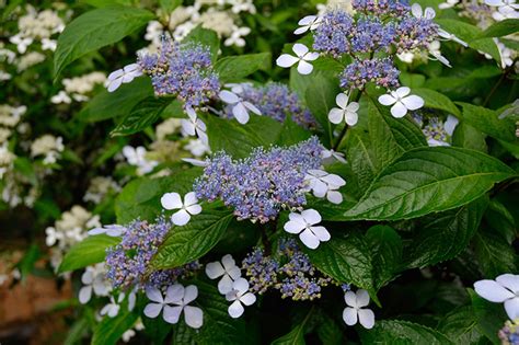 陰生植物 一覧|日陰で育てられるおすすめの植物 34種類！